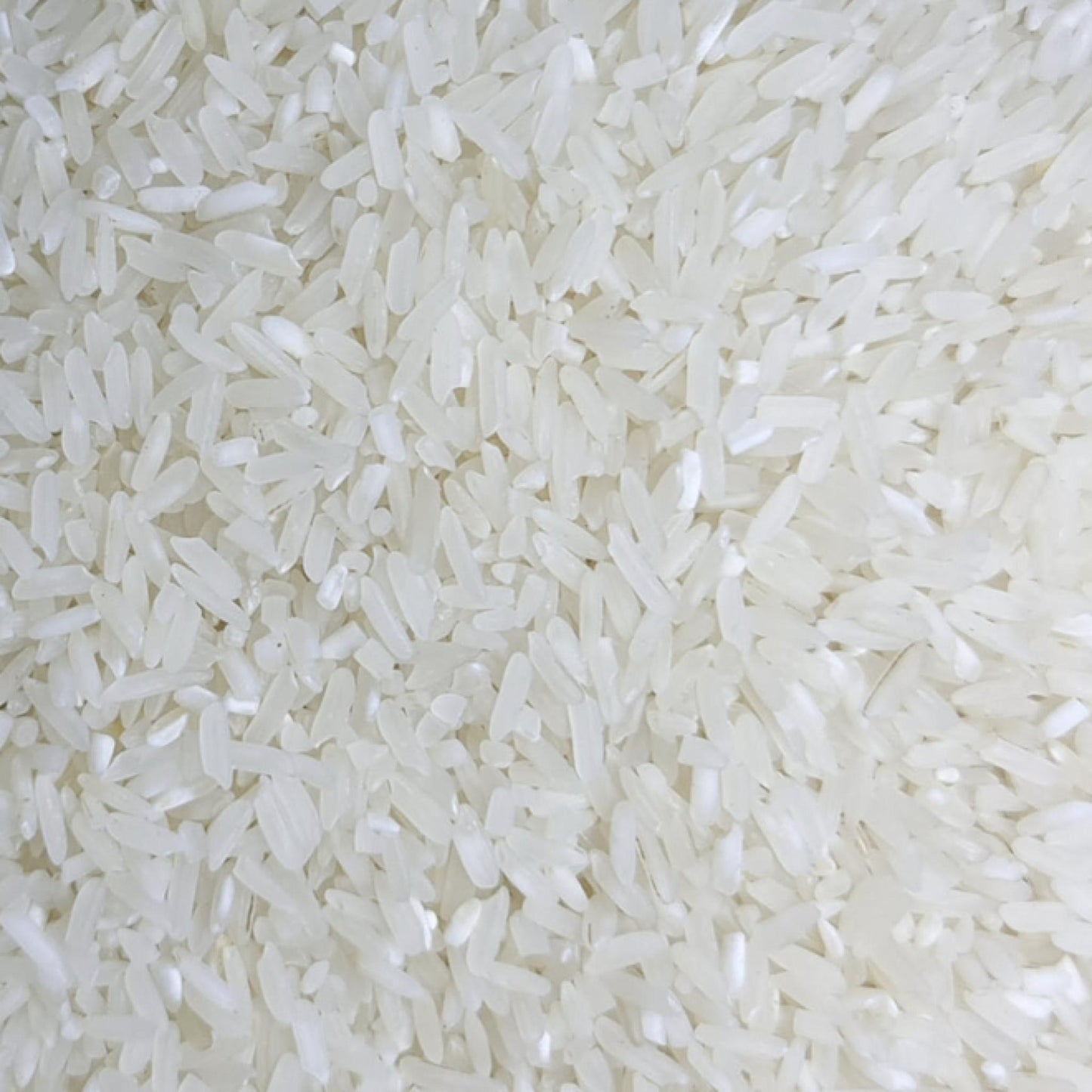 Hermoso Rice (Super Angelica)